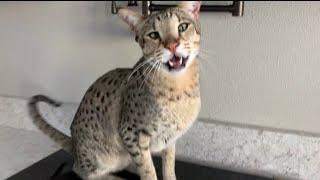 Big Savannah Cat Kumba Is Talking To Me! #meow #cute #cats