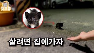 아픈 새끼 고양이가 한밤에 계속 쫓아와요!! 키우라고 ...??