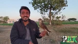 Mohib Shares His Insightful Work Experience with Hybrid Falcons in Saudi Arabia