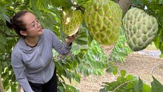 FULL VIDEO: 5 Years of fruit production, huge custard apple harvest, wonderful rural life