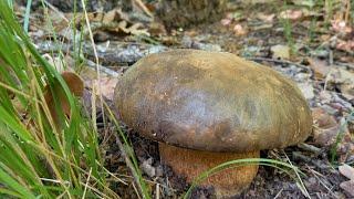 Porçini sezonu hızlı başladı.Kara kafa bolet #Boletus aereus Lüleburgaz Çörek mantarı nasıl bulunur?