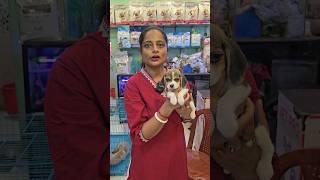 Beagle in Low Price  #shorts #dog #beagle
