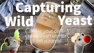 Capturing Wild Yeast 