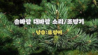 솔바람 대바람 소리/조병기 (낭송:유성이)