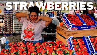 The Villages: Our Strawberry Quest