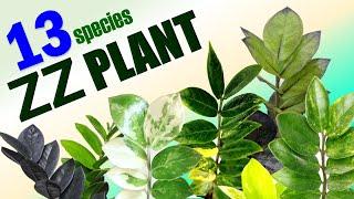 13 SPECIES ZAMIOCULCAS ZAMIIFOLIA (ZZ PLANT) | HERB STORIES