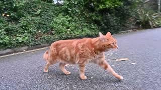 Danny the ginger cat meets his arch nemesis today | cute cat encounter