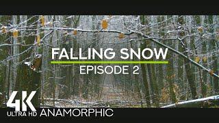 ASMR Snowfall Sounds in a Forest + Birdsong for Relaxation & Sleep - Falling Snow #2 (Anamorphic)