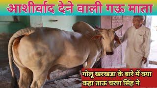 आशीर्वाद देने वाली गऊ माता,Rudra chaudhary dairy farm,Sidak dairy farming,Pasupalak manch,Dairy farm