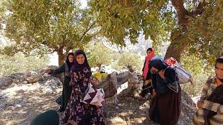 Preparation of wild pistachios in the mountains by Zivar and Fariba