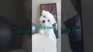 꼭 알아야할 강아지 행동언어 7가지