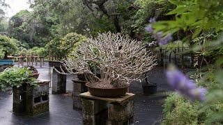 Schefflera Bonsai: Species Care and Styling