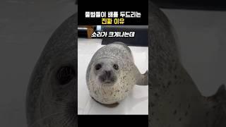 물범들이 배를 두드리는 진짜 이유 #동물 #물범
