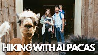 YOU CAN DO THIS IN GERMANY?! (alpacas are the best hiking partners!)