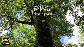 4K video + natural sounds / Birthplace of forest bathing / Forest bathing in Akazawa Valley