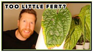 Too Little Plant Food?  Let's talk Houseplant Nutrient deficiencies : N-P-K