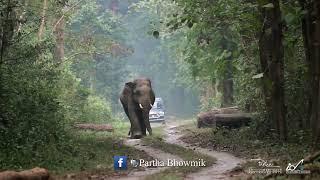 Big indian tusker elephant coming towards jungle safari vehicle | जंगल सफारी वाहन के पास बड़ा हाथी