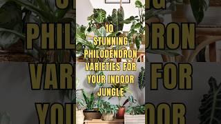 Discover 10 Stunning Philodendron Varieties #shortsfeed #philodendron #ecosynctube