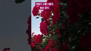 마음껏 듬뿍 받는 붉은 장미꽃 선물 #꽃당신 #나훈아 #감사 #행복 #아니벌써 #40년이넘는세월 #결혼기념일 #라인댄스강사 #화숙tv