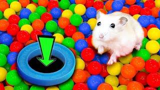 Hamster Sophie vs. the Ultimate Maze Challenge - Hamster Maze Survival Skills  #mazediytraps