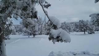 "Snow"...off the grid homestead in beautiful northern Arizona