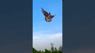 Back flip of pigeon #shorts #short #backflip #pigeons #viral