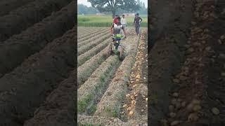 Potato Harvester# Potato Harvesting machine with tractor ##agriculture ##