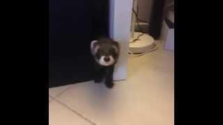 Vine - Eko the ferret playing early in the morning