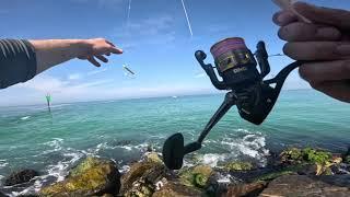 Venice North Jetty Mackerel & Goliath Grouper!!!