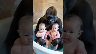 Gorillas help babies bathe. #baby #gorilla #animals #cute