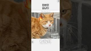 킹받은 #길냥이  #개냥이 #고양이브이로그 #고양이웃긴영상 #귀여운고양이 #치즈냥이 #귀여운영상 #웃긴짤 #브이로그