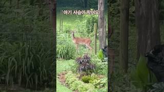 이른 아침 텃밭에 아기사슴 한마리가 왔어요. #이민생활 #테네시 #사슴