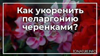 Как укоренить пеларгонию черенками? | toNature.Info