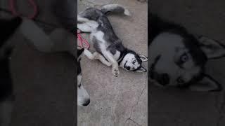  Dog accident (so funny)  #shorts #funnydogs #husky