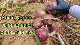 Как в Корее выращивают репчатый лук #жизньвюжнойкорее #жизньвдеревне #сажаем