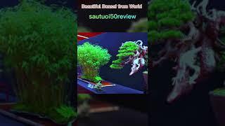 sautuoi50review Beautiful Bonsai from World 10