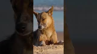 Save the dingo.