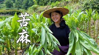 苦麻菜还能这样吃？小莉这种独家做法，一人一个太香了
