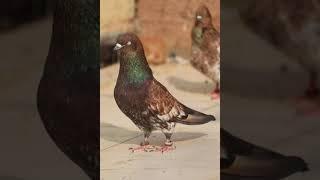 Beautiful pigeons kabutar video 