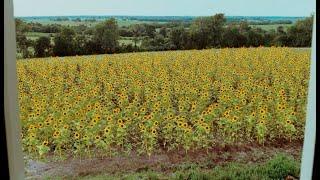 Elvis & Anabelle (2007) by Will Geiger, Clip: Anabelle's sunflowers save Elvis from ending his life