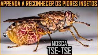 Piores Insetos do Planeta - Aprenda a Reconhece-los