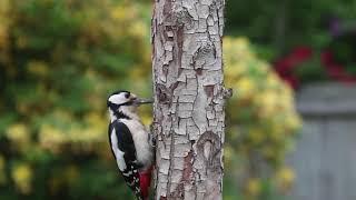 Woody Woodpecker.