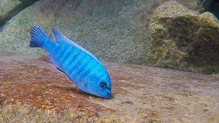 Masimbwe Island Lake Malawi - African Cichlids - HD Underwater Footage