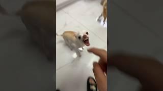 Kuchi kuchi with twist in plot#angrychihuahua #mreviatar #nikiozeri #chiuahua #animals