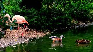 These Flamingos Have Sweet Dance Moves | Wild Argentina