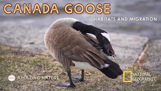 Call of Canada Goose - Habitats And Migrations - Amazing Close Up Shots