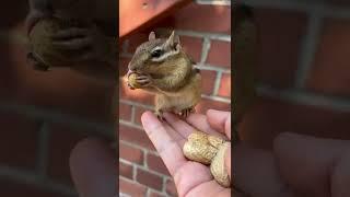 The cute chipmunk is eating peanuts