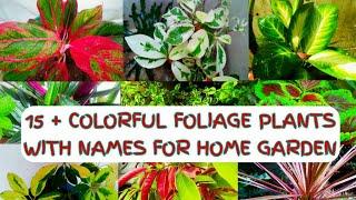 15 + COLORFUL FOLIAGE PLANTS WITH NAMES FOR HOME GARDEN @HangroosGardening