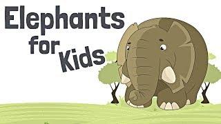 Elephants for Kids