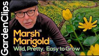 Marsh Marigold - Caltha palustris - Easy to grow spring ephemeral - Cheerful, yellow, and poisonous!